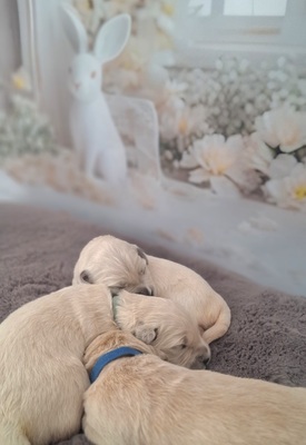 Golden Retriever Welpen - Hündin