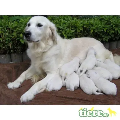 Golden Retriever Welpen - Rüde