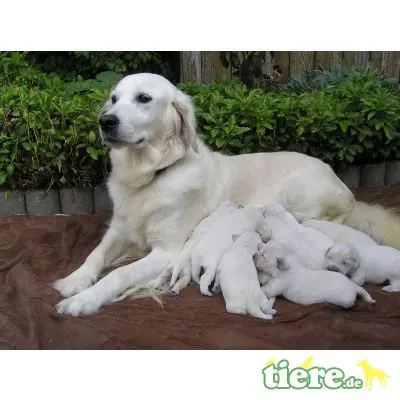 Golden Retriever Welpen - Rüde