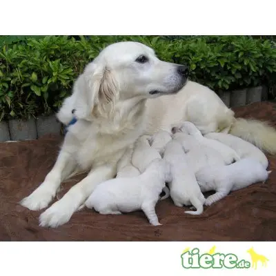 Golden Retriever Welpen - Rüde