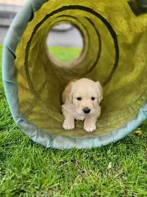 Golden Retriever Welpen - Rüde