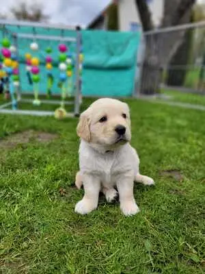 Golden Retriever Welpen - Rüde