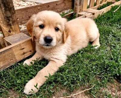 Golden Retriever Welpen - Rüde