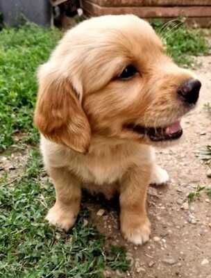 Golden Retriever Welpen - Rüde