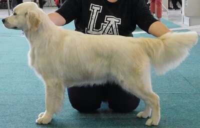 Golden Retriever Welpen - Rüde