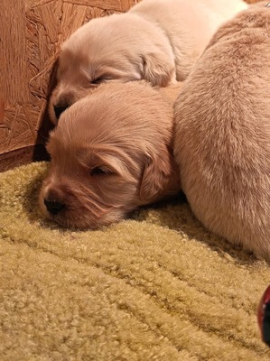 Golden Retriever Welpen - Rüde