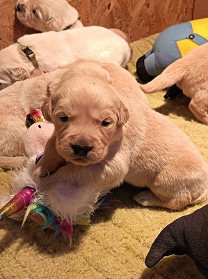 Golden Retriever Welpen - Rüde