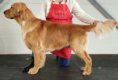 Golden Retriever Welpen - Rüde