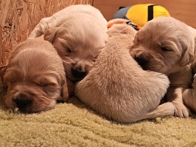 Golden Retriever Welpen - Rüde