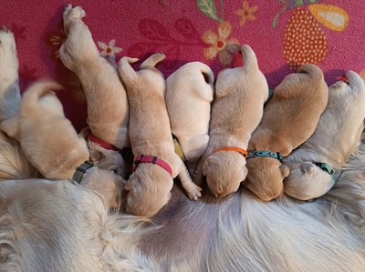 Golden Retriever Welpen - Rüde