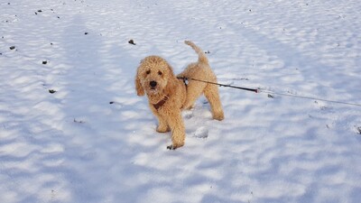 Goldendoodle - Rüde