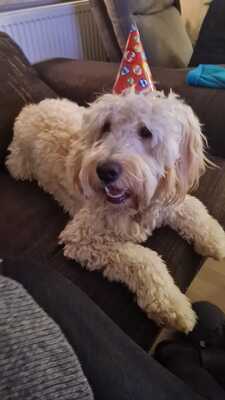 Goldendoodle Welpen - Hündin