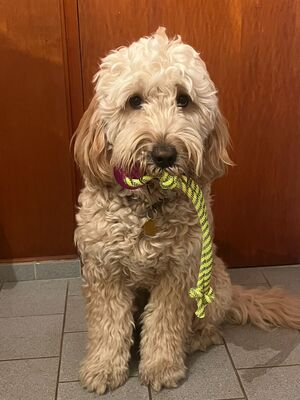 Goldendoodle Welpen - Hündin