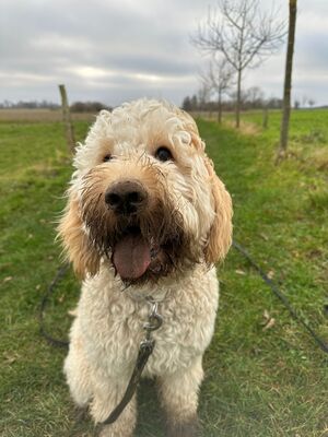 Goldendoodle Welpen - Hündin