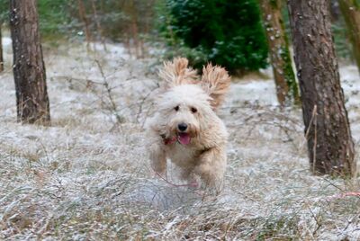 Goldendoodle Welpen - Hündin