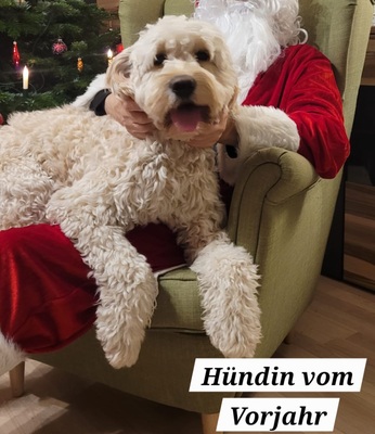 Goldendoodle Welpen - Hündin