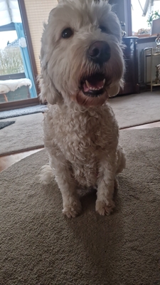 Goldendoodle Welpen - Hündin