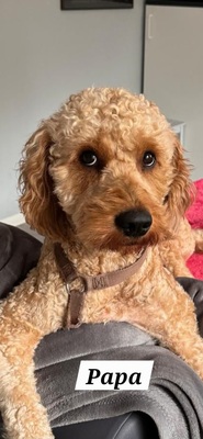 Goldendoodle Welpen - Hündin