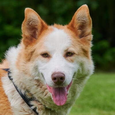 Goldfee, Husky-Mix - Hündin