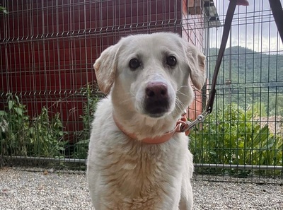 Goldie, Labrador-Mix - Hündin