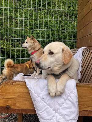 Goldie, Labrador-Mix - Hündin