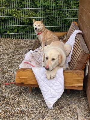 Goldie, Labrador-Mix - Hündin
