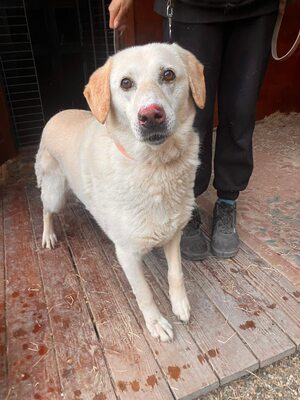 Goldie, Labrador-Mix - Hündin