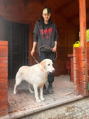 Goldie, Labrador-Mix - Hündin