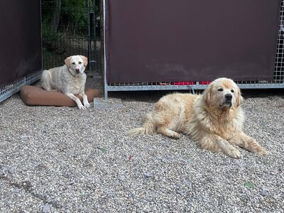 Goldie, Labrador-Mix - Hündin