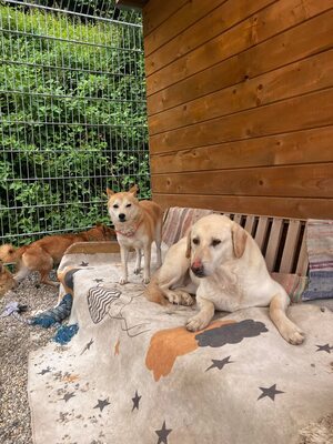 Goldie, Labrador-Mix - Hündin