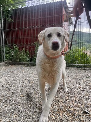 Goldie, Labrador-Mix - Hündin