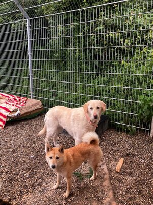 Goldie, Labrador-Mix - Hündin