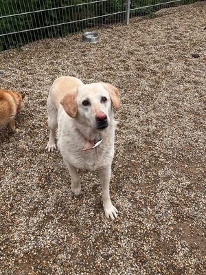 Goldie, Labrador-Mix - Hündin