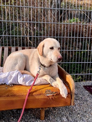 Goldie - schüchtern, ängstlich, sozial, Labrador - Hündin