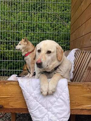 Goldie - schüchtern, ängstlich, sozial, Labrador - Hündin