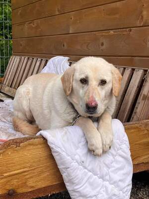 Goldie - schüchtern, ängstlich, sozial, Labrador - Hündin