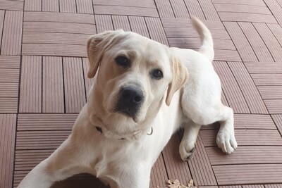 Goldy, Labrador Retriever Mischling - Rüde