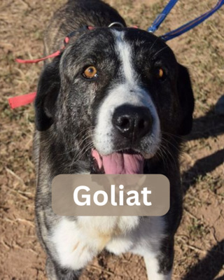 Goliat
