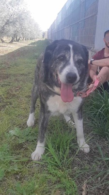 Goliat, Rafeiro do Alentejo-Mix - Rüde