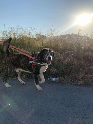 Goliat, Rafeiro do Alentejo-Mix - Rüde