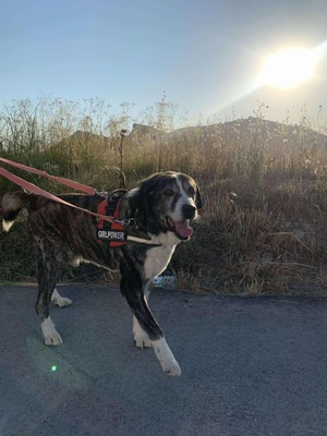 Goliat, Rafeiro do Alentejo-Mix - Rüde