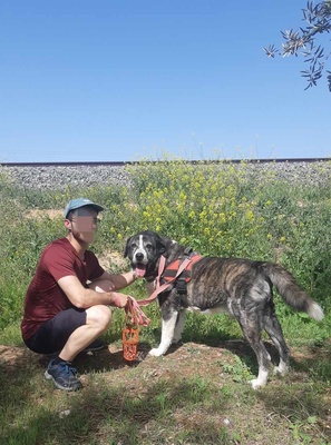 Goliat, Rafeiro do Alentejo-Mix - Rüde