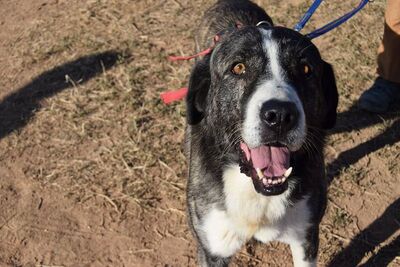 Goliat, Rafeiro do Alentejo-Mix - Rüde