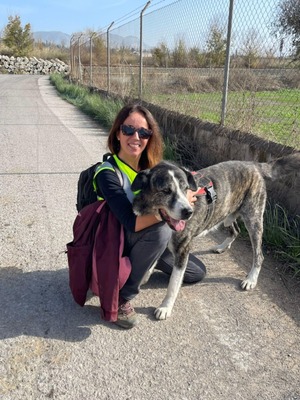 Goliat, Rafeiro do Alentejo-Mix - Rüde