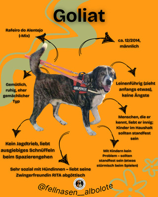 Goliat, Rafeiro do Alentejo-Mix - Rüde