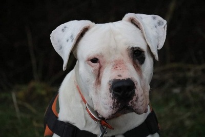 Goliath Dogo Argentino Rüde braucht erfahrenes Zuhause, Dogo Argentino - Rüde