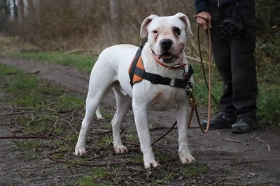 Goliath Dogo Argentino Rüde braucht erfahrenes Zuhause, Dogo Argentino - Rüde