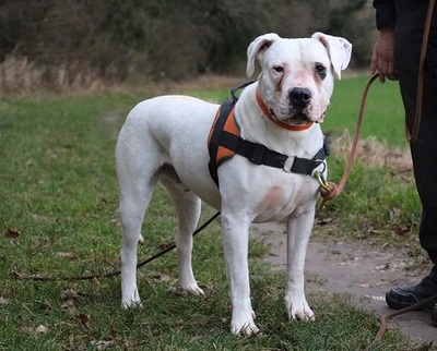 Goliath Dogo Argentino sucht dringend ein erfahrenes Zuhause, Dogo Argentino - Rüde