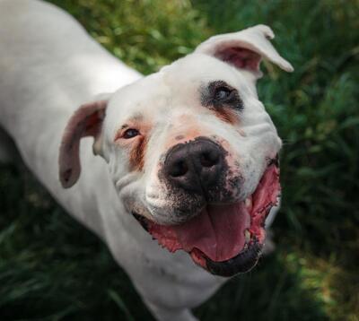 Goliath Dogo Argentino sucht dringend ein erfahrenes Zuhause, Dogo Argentino - Rüde
