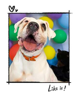 Goliath Dogo Argentino sucht immer noch, mit Video, Dogo Argentino - Rüde